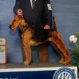 Madelynne - Airedale Terrier