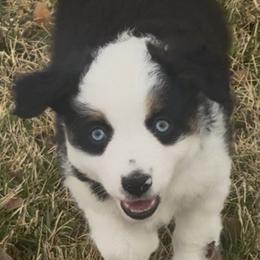 Boy 1 - Black tri male Miniature Australian Shepherd puppy in Amarillo, Texas from Duclops Ranch Aussies