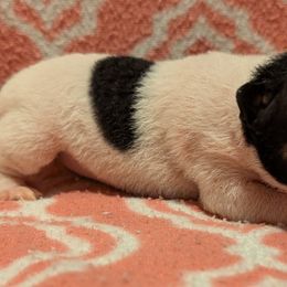 Cranberry - White and black female American Hairless Terrier puppy in Phoenix, Arizona from Bare Valley