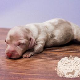 CKC Pippin - Dapple male Dachshund puppy in Christiansburg, Virginia from Little Legs Luxury Dachshunds LLC