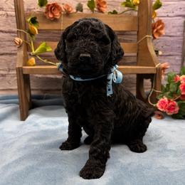 Roosevelt - Black male Goldendoodle puppy in Lisbon, Ohio from Willow Lane Doodles