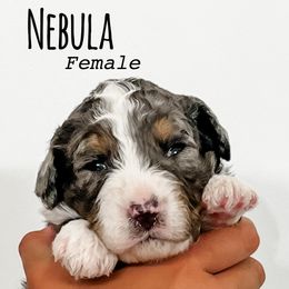 Nebula - Blue merle female Bernedoodle puppy in Flagstaff, Arizona from Gunstock Doodles