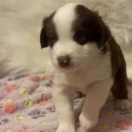 Boy 2 - Red tri Miniature Australian Shepherd puppy in Corydon, Indiana from Arbuckle’s Lookin Good Aussies (LGA)