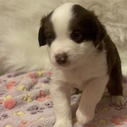Boy 2 - Red tri Miniature Australian Shepherd puppy in Corydon, Indiana from Arbuckle’s Lookin Good Aussies (LGA)