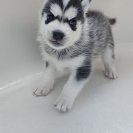 Pomsky Puppies from Peoria Pomskies