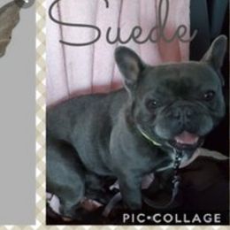 Suede  - French Bulldog