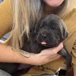 Cane Corso Puppies from Venom Cane Corsos