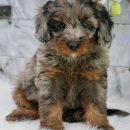 Roman - Blue merle male Bernedoodle puppy in Muskogee, Oklahoma from Lawler’s Legacy Litters