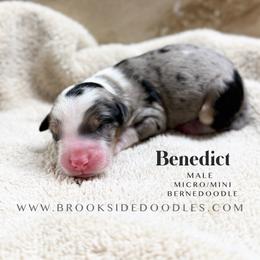 Benedict - Blue merle male Bernedoodle puppy in Temecula, California from Brookside Bernedoodles