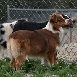 Remy - Australian Shepherd