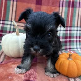 Erin - Black and silver female Miniature Schnauzer puppy in Hedgesville, West Virginia from Clay Hill Kennels
