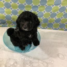 Havanese Puppies from Furever Fluffball Friends