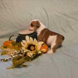 Delilah - Red and white female Bulldog puppy in Lafayette, Georgia from Storytime Mastiffs & Bulldogs