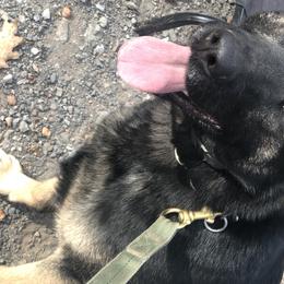 Hedi - German Shepherd