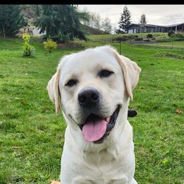 Titan - Labrador Retriever