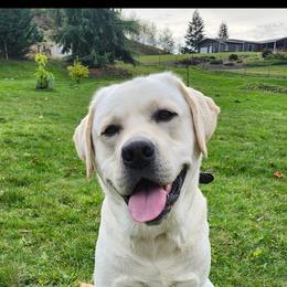 Titan - Labrador Retriever
