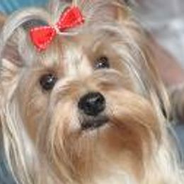 Yorkshire Terriers from Carter Yorkies