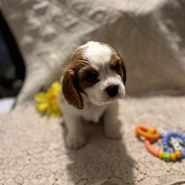 Hank - Blenheim male Cavalier King Charles Spaniel puppy in Tahlequah, Oklahoma from Love Some Dogs Dachshunds & Cavalier King Charles Spaniels,Cavapoos
