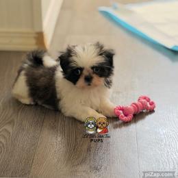 Chevy - Tricolor male Shih Tzu puppy in Walkertown, North Carolina from Lil’ Bit’s Shih Tzu