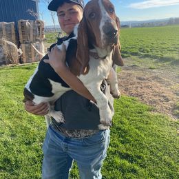 Basset Hound and Labrador Retriever Puppies from Porter Kennels