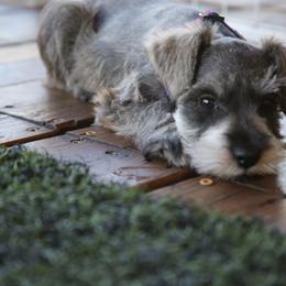 Vila - Salt and pepper female Miniature Schnauzer puppy in San Bernardino, California from Rose Lane Schnauzers