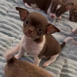 Hershey 4,100 - Chocolate and white male Chihuahua puppy in Summerfield, Florida from Uey’s Chihuahuas