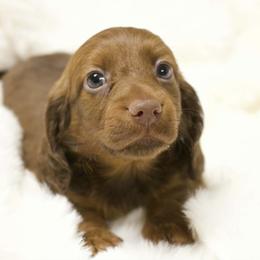 Bear - Chocolate and tan male Dachshund puppy in Chillicothe, Ohio from Brittney's Dachshunds