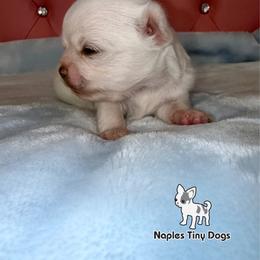 Cadbury - White male Chihuahua puppy in Naples, Florida from Naples Tiny Dogs