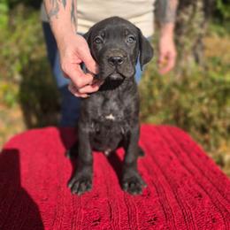 Male 4 - Black male Cane Corso puppy in Mason City, Illinois from Red Wood Cane Corso