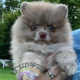 Boy 2 - male Pomeranian puppy in Watkins Glen, New York from Wicked Spirits Pomeranians