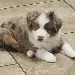Jingle - Red merle male Miniature Australian Shepherd puppy in Philpot, Kentucky from Miller Hill Mini American Shepherds and Mini Australian Shepherds
