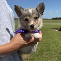 Boy 5 Blue Merle - Blue male Pembroke Welsh Corgi puppy in Ville Platte, Louisiana from Flat town corgis