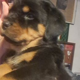 Girl 1 - Black and mahogany female Rottweiler puppy in De Witt, Iowa from Irish Eyes Kennels