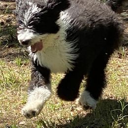 Bernedoodle All Grown Up from Shady Banks Kennel