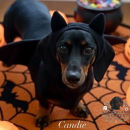 Candie - Dachshund