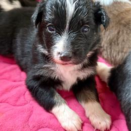Espresso - Black tri female Miniature Australian Shepherd puppy in Gatesville, Texas from Southern Promise Aussie’s