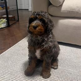 White Boy - Blue merle male Bernedoodle puppy in Fort Gibson, Oklahoma from Waggle Doodles