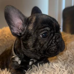 Male - Brindle male French Bulldog puppy in Muncie, Indiana from Seven Blessings Frenchies
