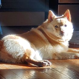 Max - Schipperke