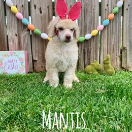 Poodle Puppies from Cosmic Caliber Standard Poodles