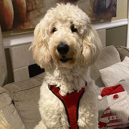 Goldendoodles from Luna