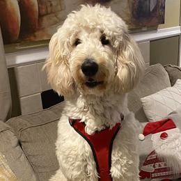 Goldendoodles from Luna
