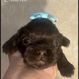 Clairee - Liver female Shih Tzu puppy in Beatrice, Nebraska from I Shih Tzu Not Puppies