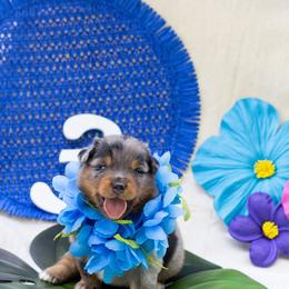 Reef - Blue merle male Australian Shepherd puppy in Eubank, Kentucky from Ashlee's Aussies