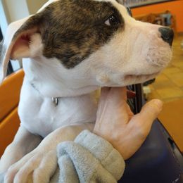 American Bulldog Puppies from Iron Will American Bulldogs