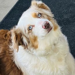 Hussy - Miniature Australian Shepherd