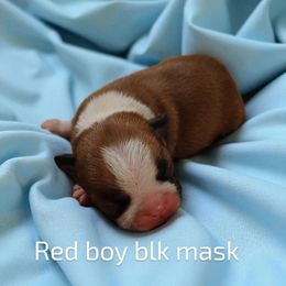 Red male Boston terrier with blk mask - Red male Boston Terrier puppy in Salisbury, North Carolina from P3 Boston Terriers in NC