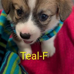 Teal - Sable female Pembroke Welsh Corgi puppy in Berkeley Springs, West Virginia from Hummingbird Farm