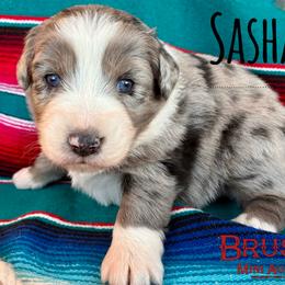 BRUSHY CREEKS SASHAY - Blue merle female Australian Shepherd puppy in Red Oak, Texas from Brushy Creek Aussies & Mini Aussies