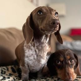 Tofu  - Dachshund